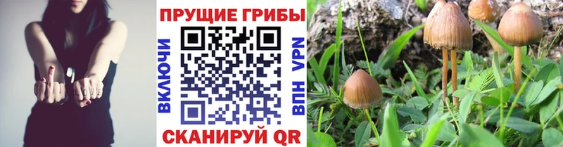 Псилоцибиновые грибы мицелий  Ясногорск 